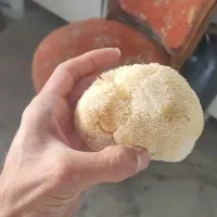 قارچ یال شیر خشک|خوردنی و آشامیدنی|مشهد, جنت|دیوار