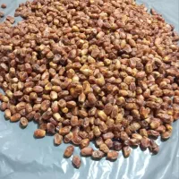 خرما زاهدی اِمسالی.تازه. تازه.
