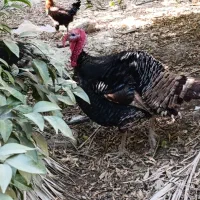 بوقلمون نر برنز