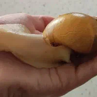 حلزون آچاتینا آلبینو