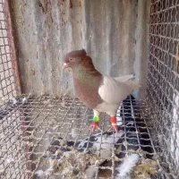 سرسره نرکلاهی