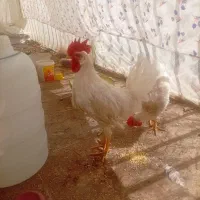 خروس ماشینی