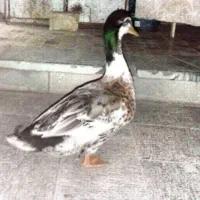 اردک گوشتی وارداتی