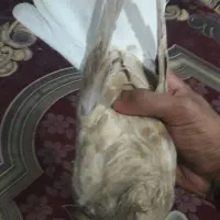 کبوتر دم سفید