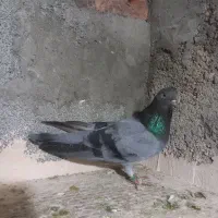 دوتا کبوتر|پرنده|عجب شیر, |دیوار