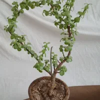 گل زیبا خرفه بونسای ۴ ساله