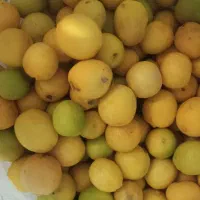 لیمو  کیلو 130