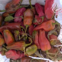 فلفل برای خشک موجود است 15