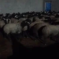 میش های بسیار درشت و وزن بالا و دوقلوزاء شال|حیوانات مزرعه|شال, |دیوار