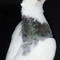 کبوتر|پرنده|شیراز, شهرک سعدی|دیوار