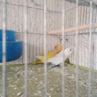 فروش طوطی برزیلی|پرنده|لامرد, |دیوار