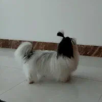 شیتزو سوپر فلت ۱۴ ماهه