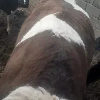 گوساله سیبیتال