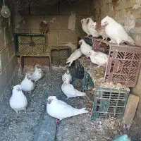 کبوتر‌ماهرواصل‌کاشان