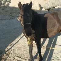 اسب مادیان ۳ساله|اسب و تجهیزات اسبسواری|هشترود, |دیوار