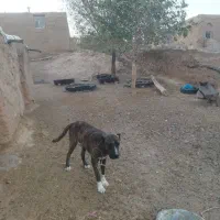 فروش سگ گله|سگ|خواف, |دیوار