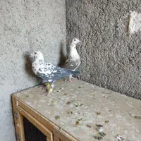 کبوتر|پرنده|شیراز, جوادیه|دیوار