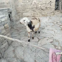 قوچ پلنگی خال سیاه