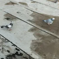 کبوتر پرشی|پرنده|صائین قلعه, |دیوار