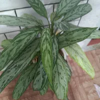 حراج گل طبیعی|حراج|الیگودرز, |دیوار