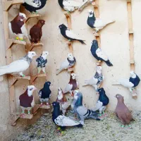 دس کفتری رنگی