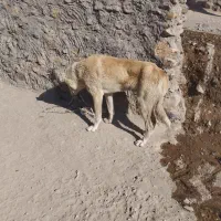 سگ گلعی مخصوص گله