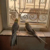 یه جفت عروس هلندی|پرنده|تهران, مینای شمالی (مخبر)|دیوار
