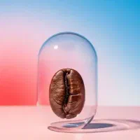 پخش انواع دان قهوه رست شده ودان سبز