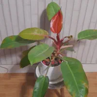 فیلندندونی