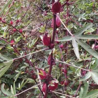 چای ترش تازه|خوردنی و آشامیدنی|تهران, شهرک علم و فناوری|دیوار