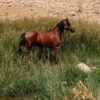 کره مادیان|حیوانات مزرعه|بروجن, |دیوار