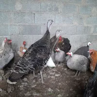 فروش ۲ عدد بوقلمون ماده بالق