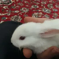 چهار عدد خرگوش.