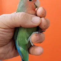 طوطی برزیلی|پرنده|ری, دولت‌آباد|دیوار