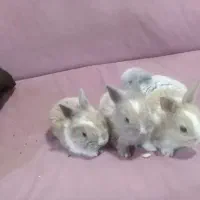 خرگوشی مینیاتوری