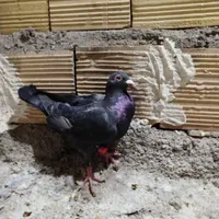 کبوتر عالی