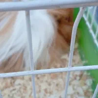 خوکچه هندی|موش و خرگوش|زرند, |دیوار