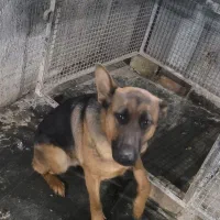 سگ ژرمن|سگ|بیستون, |دیوار