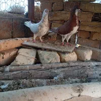 فروشی و معاوضه با پلاکی