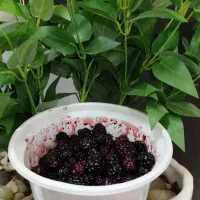 شاتوت نوبرانه تازه کیلو۲۳۰