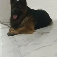 سگ ژرمن