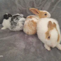 ۳ عدد خر گوش