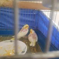 عروس هلندی جفت .نر.ماده.جوجه سرلاکی
