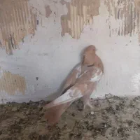 کفتر طوقی کله سینه|پرنده|شیراز, دکتر حسابی|دیوار