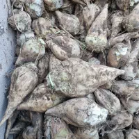 چغندر مخصوص دام