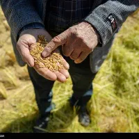 برنج و نیم دانه کامفیروزی|خوردنی و آشامیدنی|شیراز, فرگاز|دیوار