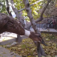 دوتا اردک ماده تخمگذار