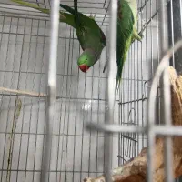 جفت شاه طوطی مولد کینگ سایز