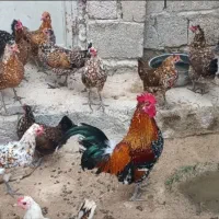 جوجه مرغ شهری، کالینگی.
