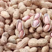 بادام زمینی متوسط|خوردنی و آشامیدنی|بران, |دیوار